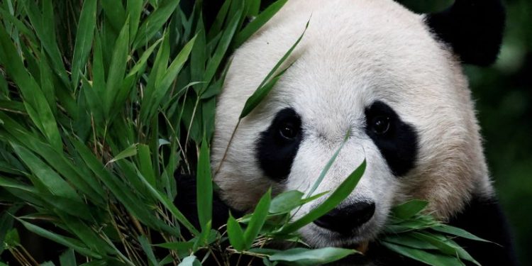 Panda express: First pair to enter the United States in 21 years takes off from China