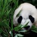 Panda express: First pair to enter the United States in 21 years takes off from China