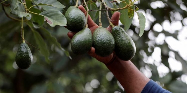 As cartels take a stake in ‘green gold,’ US and Mexico rethink how avocados reach American kitchens