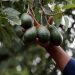 As cartels take a stake in ‘green gold,’ US and Mexico rethink how avocados reach American kitchens