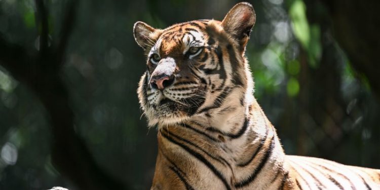 Malayan tiger teeters on ‘brink of extinction’ as spate of deaths sparks alarm