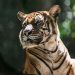 Malayan tiger teeters on ‘brink of extinction’ as spate of deaths sparks alarm