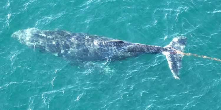Whale tangled in fishing debris freed in Sydney Harbour