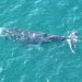 Whale tangled in fishing debris freed in Sydney Harbour