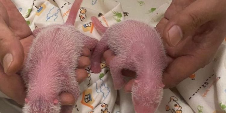 Oldest first-time panda mom gives birth to twins