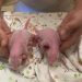 Oldest first-time panda mom gives birth to twins