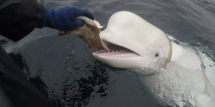 ‘Russian spy’ whale may have been shot dead, say animal rights groups