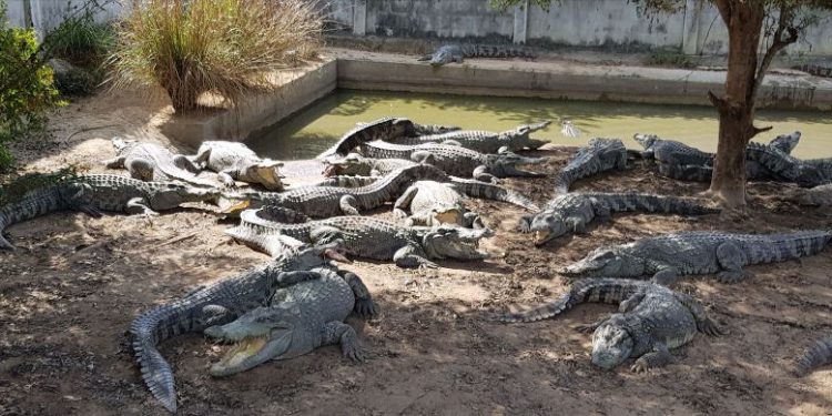 Thai farmer forced to kill more than 100 endangered crocodiles after a typhoon damaged their enclosure
