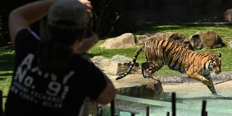 Tiger mauls handler at amusement park