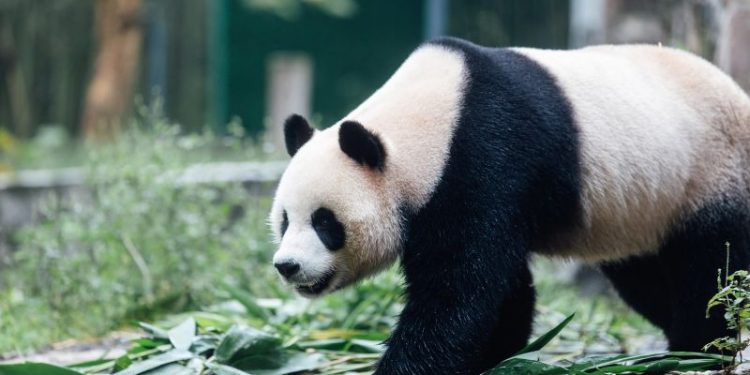 Panda pair arrive to VIP welcome in Hong Kong, as Beijing marks 75 years of communist China