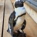 A runaway penguin spent two weeks missing at sea. A typhoon may have saved her