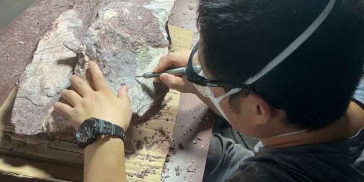 First-ever dinosaur fossils discovered in Hong Kong