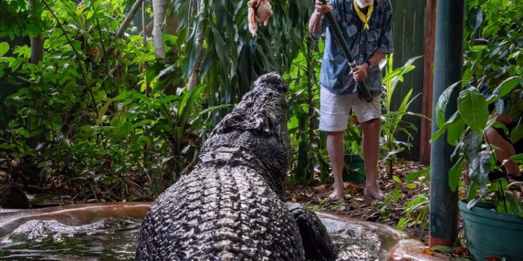 World’s largest captive crocodile dies in Australia aged more than 100