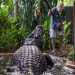 World’s largest captive crocodile dies in Australia aged more than 100