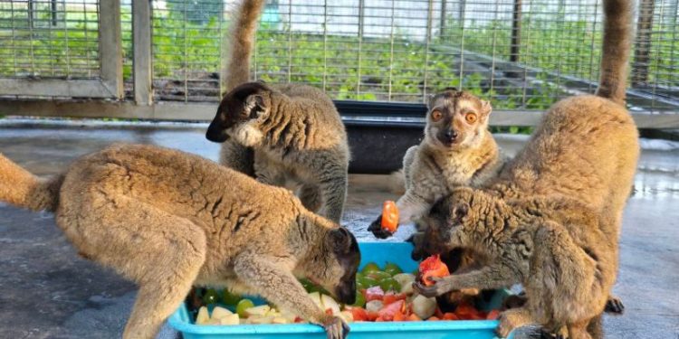 Nearly 1,000 endangered animals repatriated to Madagascar in anti-trafficking landmark