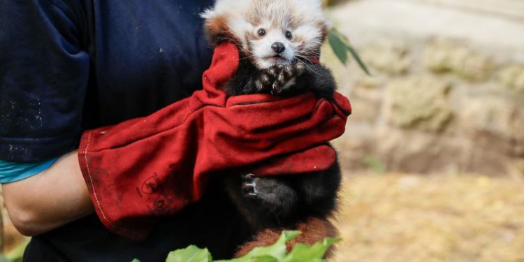 Baby red panda died after being stressed by fireworks, zoo says