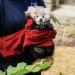 Baby red panda died after being stressed by fireworks, zoo says