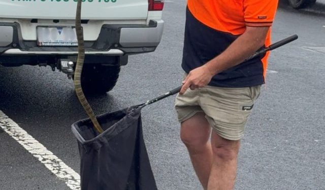 Australian woman finds deadly tiger snake at her feet while driving 50 miles per hour