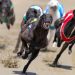 Greyhound racing is increasingly rare worldwide. New Zealand now plans to outlaw the practice