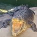 Burt, the huge Australian crocodile who had a cameo in ‘Crocodile Dundee,’ dies at 90