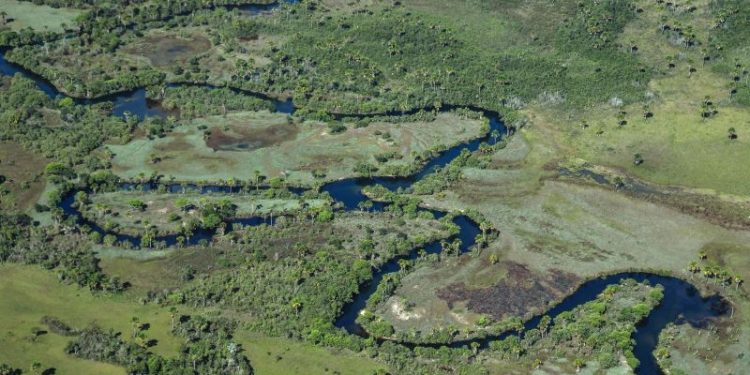 Overlooked grasslands must be protected, says WWF expert