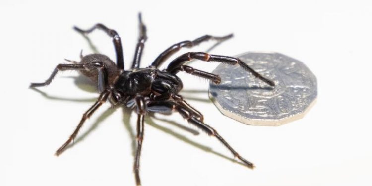 An Australian zoo has found its biggest-ever funnel-web spider. Its name is Hemsworth
