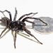 An Australian zoo has found its biggest-ever funnel-web spider. Its name is Hemsworth