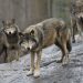 Sweden allows nearly 10% of wolf population to be killed. The government wants an even more drastic cull
