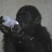 Baby gorilla rescued from cargo hold of Turkish Airlines plane