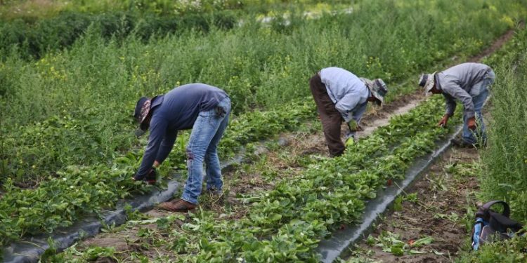 Migrant workers in Canada exposed to ‘shocking abuse and discrimination,’ Amnesty says