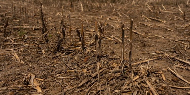 Climate change is disrupting food systems across Latin America, UN report says