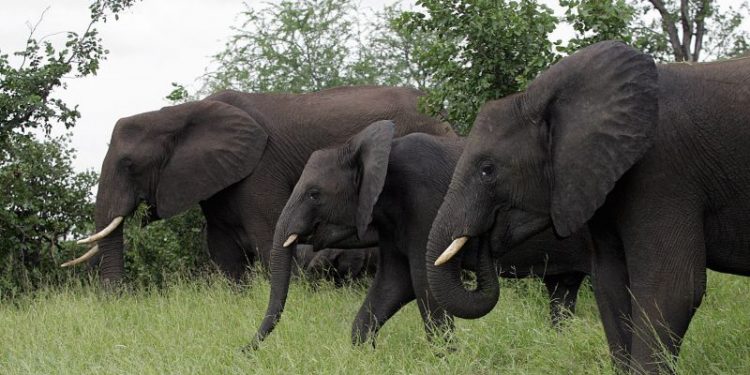 Tourist trampled to death by elephant while reportedly trying to save his grandchild at South Africa park