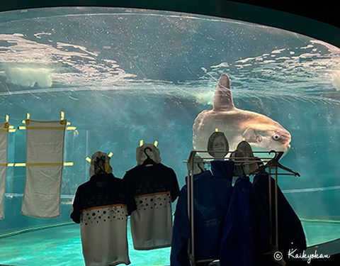 Japanese aquarium cheers up lonely sunfish with cardboard cutouts of people
