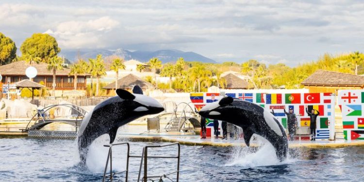 Closure of French marine park sparks outcry over future of its two orcas