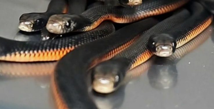 102 snakes removed from homeowner’s garden in Sydney