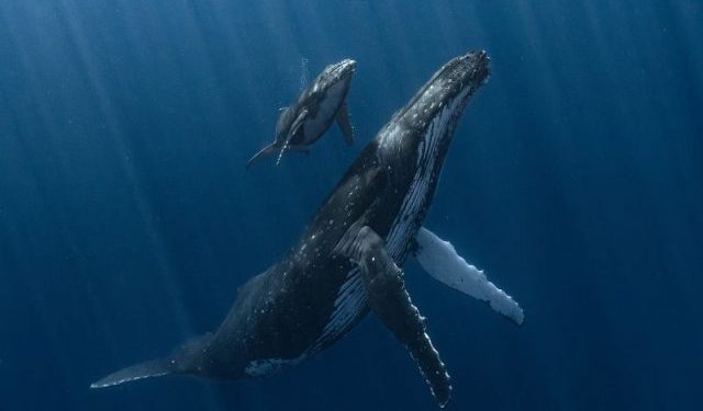 Breathtaking images from the Underwater Photographer of the Year contest