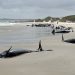 More than 150 whales are stranded off the coast of Tasmania