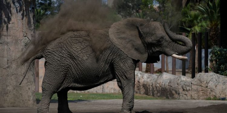 Mexico’s Supreme Court orders zoo to improve conditions for Ely the elephant
