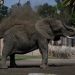 Mexico’s Supreme Court orders zoo to improve conditions for Ely the elephant