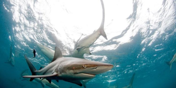 Shark attacked tourist as she tried to take its picture in Turks and Caicos, authorities say