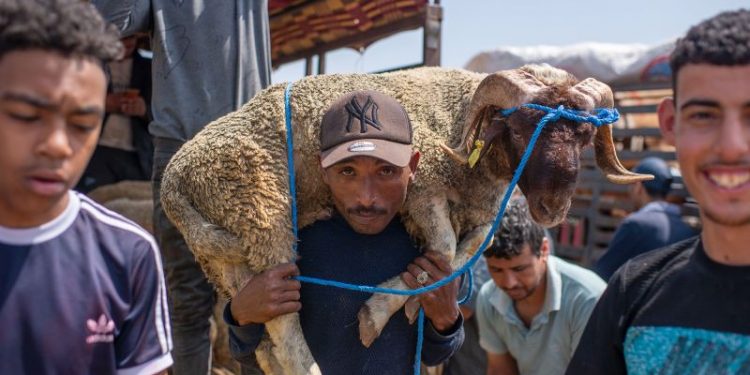 Drought-hit Morocco asks citizens not to slaughter sheep on Eid al-Adha
