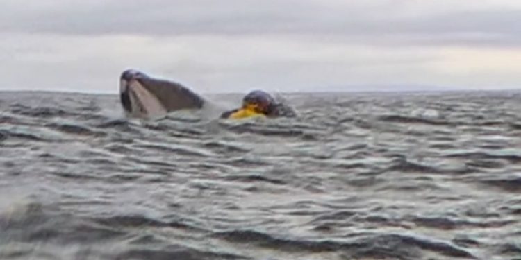 Humpback whale swallows and spits out kayaker in incident captured on camera