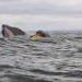 Humpback whale swallows and spits out kayaker in incident captured on camera