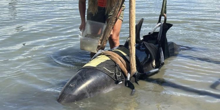 One moment, calm waters. The next, a 900-pound dolphin landed on their boat