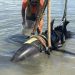 One moment, calm waters. The next, a 900-pound dolphin landed on their boat