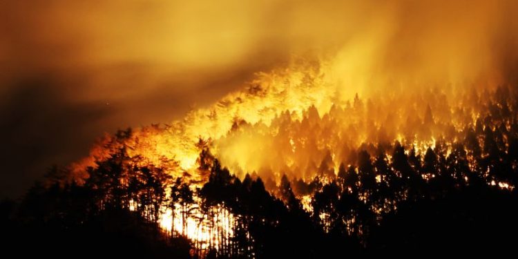 Japan fights forest fire that has forced 1,200 people to evacuate