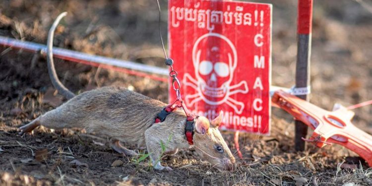 Super Rat: the record-setting rodent sniffing out landmines and saving lives