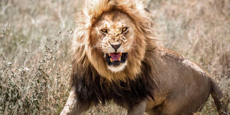 Lion kills 14-year-old girl outside Kenya’s Nairobi National Park