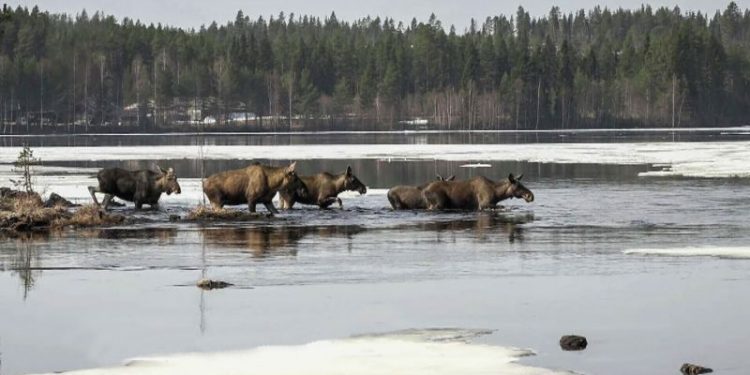 How a 24-hour livestream of moose became a Swedish TV sensation