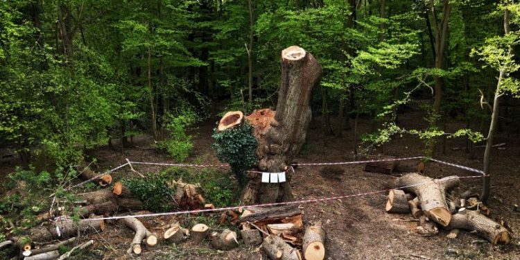 Restaurant chain faces outrage after carving up 500-year-old oak tree